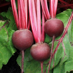 Detroit Dark Red Beet Seeds 100 Ct Vegetable Garden Heirloom NON-GMO