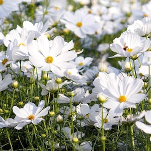 Cosmos Purity Seeds 100 Ct White Flower USA BUTTERFLIES