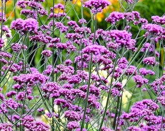 Purpletop Vervain Seeds 200+ Verbena Bonariensis Perennial Garden Medicinal USA