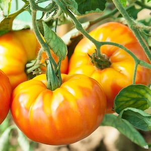 May include: Close-up of ripe, orange tomatoes hanging on a vine. The tomatoes have a deep orange color and a slightly bumpy texture.