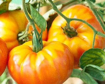Pineapple Tomato Seeds 50 Ct Vegetable Beefsteak Heirloom NON-GMO