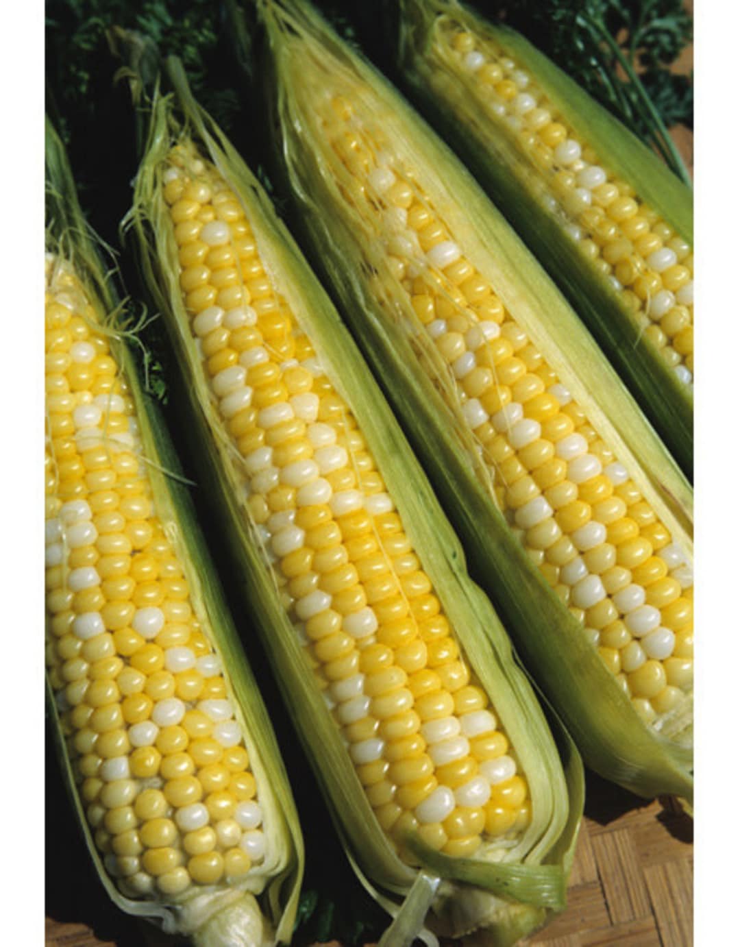 Peaches and Cream Corn Seeds 25 Ct Sweet Vegetable Garden NONGMO USA Etsy