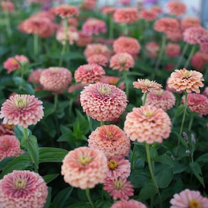 Rose Zinnia Seeds 100+ Flower Garden Elegans Annual MIXED USA