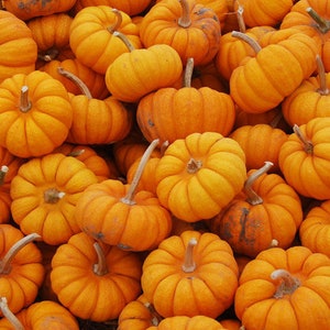 May include: A large group of small, orange pumpkins. The pumpkins are all different sizes and shapes, but they are all a vibrant orange color.