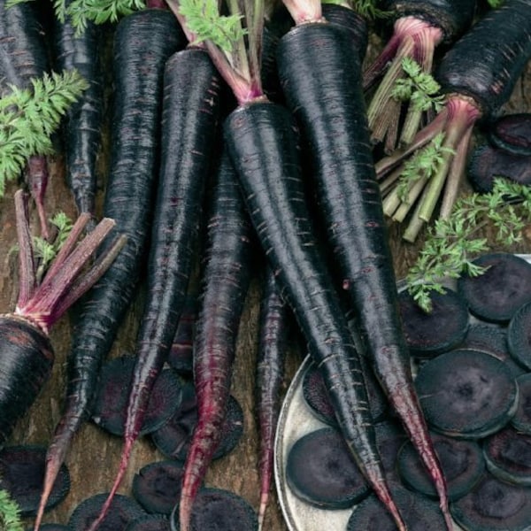 Black Nebula Carrot Seeds 150+ Daucus Carota Vegetable NON-GMO USA