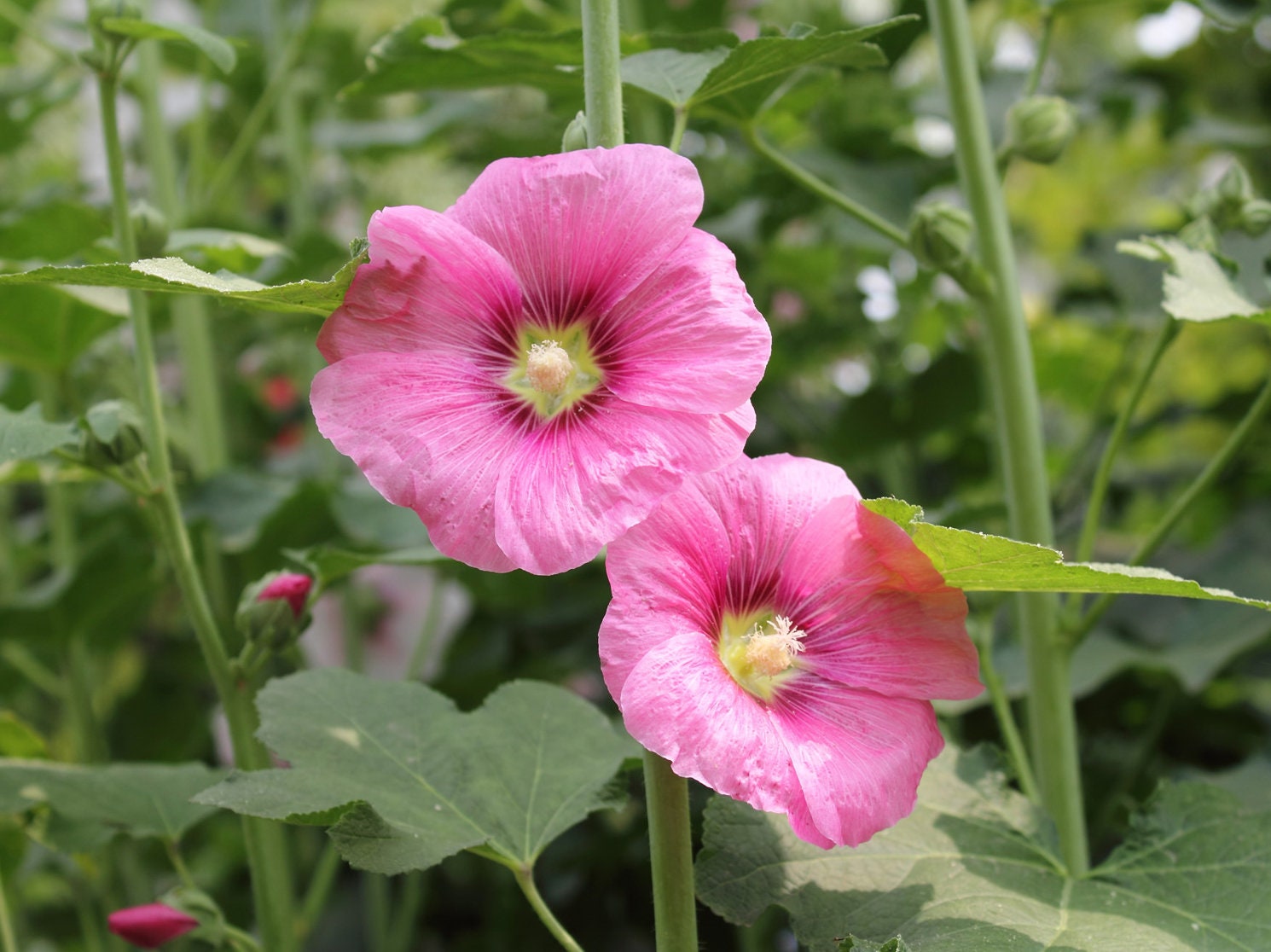 Hollyhock Flower Seeds 35+ Alcea Rosea Perennial Garden Heirloom USA