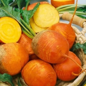 May include: A basket of golden beets, a variety of beet with a yellow-orange flesh. The beets are arranged in a basket with green leaves.