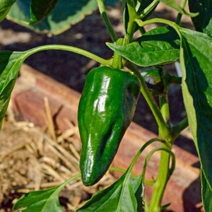 Ancho Poblano Pepper Seeds 25+ Vegetable Heirloom NON-GMO USA