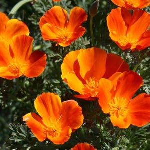 Mikado California Poppy Seeds 250+ Flower Eschscholzi Californica USA