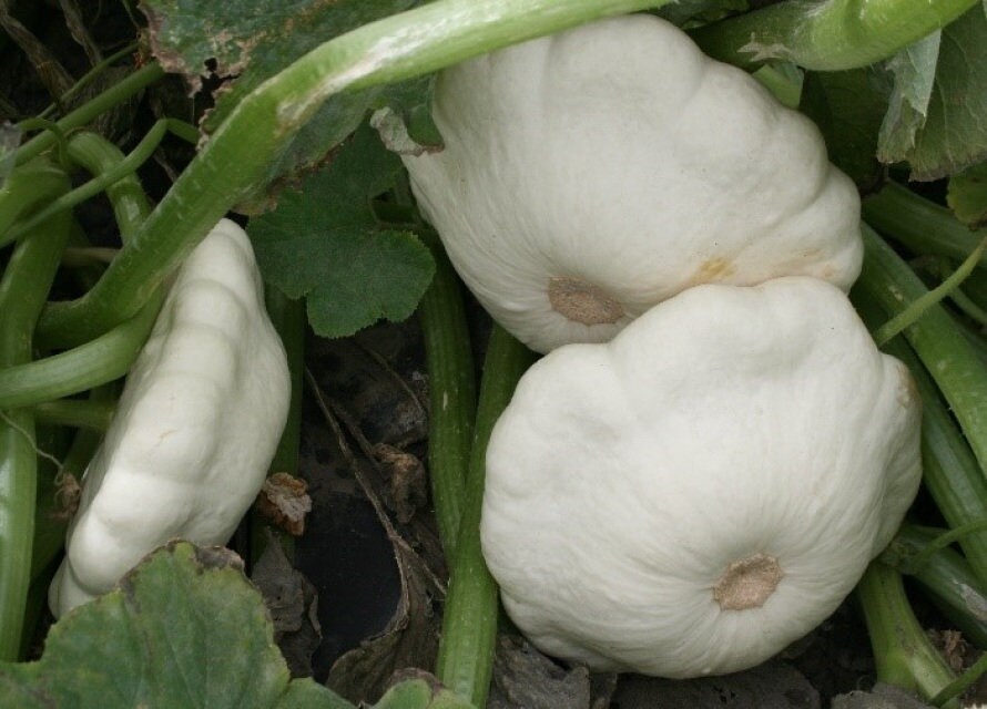 thumbnail image 2 of Early White Bush Scallop Squash Seeds - Patty Pan - TomorrowSeeds (New For 2025) 2 of 6