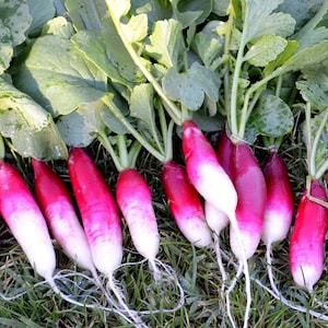 May include: A bunch of fresh, pink and white radishes with green leaves, lying on a bed of green grass.