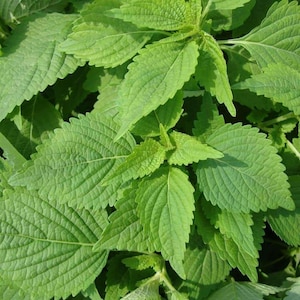 Green Shiso Seeds 50+ Perilla Herb Asian Mint Cuisine Annual USA