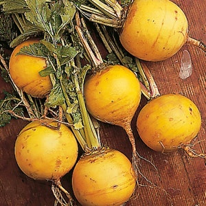 Golden Ball Turnip Seeds 500+ Vegetable Garden Heirloom NON-GMO
