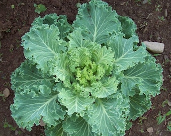 Premier Kale Seeds 500+ Early Hanover Vegetable Garden NON-GMO USA