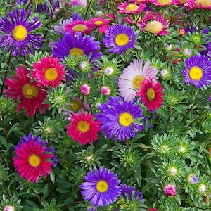 May include: A vibrant display of aster flowers in full bloom. The image showcases a variety of colors, including deep purple, magenta, pink, and white, each with a bright yellow center. The flowers are surrounded by lush green foliage.
