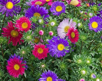 Pode incluir: Uma exibição vibrante de flores de áster em plena floração. A imagem mostra uma variedade de cores, incluindo roxo profundo, magenta, rosa e branco, cada uma com um centro amarelo brilhante. As flores são cercadas por folhagem verde exuberante.