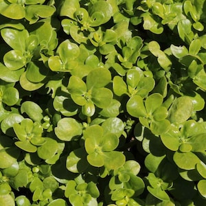 Green Purslane Seeds 500+ Portulaca Olerace Sativa Herb Edible Duckweed