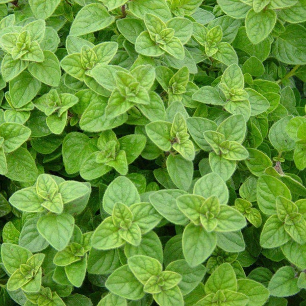 Italian Oregano Seeds 2000+ Origanum Vulgare Herb Spice Garden USA