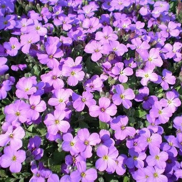 Purple Rockcress Seeds 200+ Flower Perennial Aubrieta Deltoida GROUND COVER