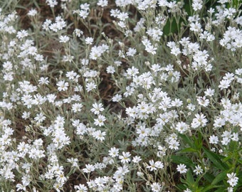 Snow In Summer Seeds 300+ Cerastium Flower Groundcover PERRENIAL