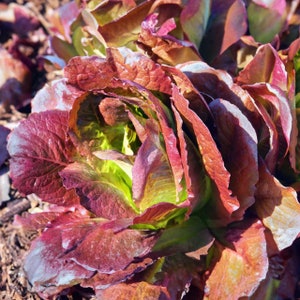 Red Romaine Lettuce Seeds 600+ Lactuca Sativa Vegetable Heirloom