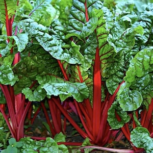 May include: Close-up of a bunch of red rhubarb stalks with large green leaves. The stalks are bright red and the leaves are a deep green.