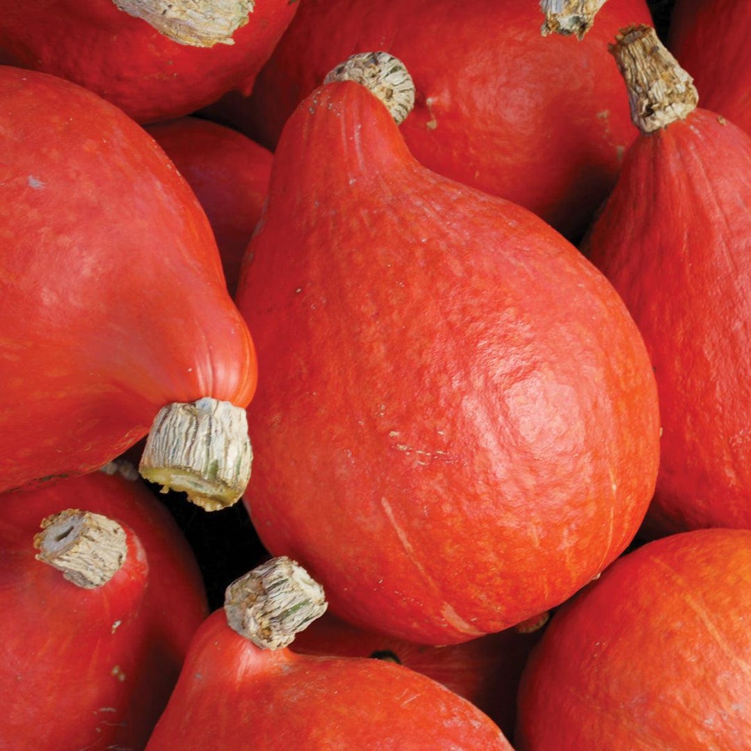 Red Kuri Squash 5 Ct Red Uchiki Japanese Orange Hokkai HEIRLOOM NON-GMO ...