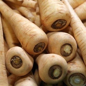Parsnip Hollow Crown 200+ Seeds Vegetable Garden NON-GMO USA