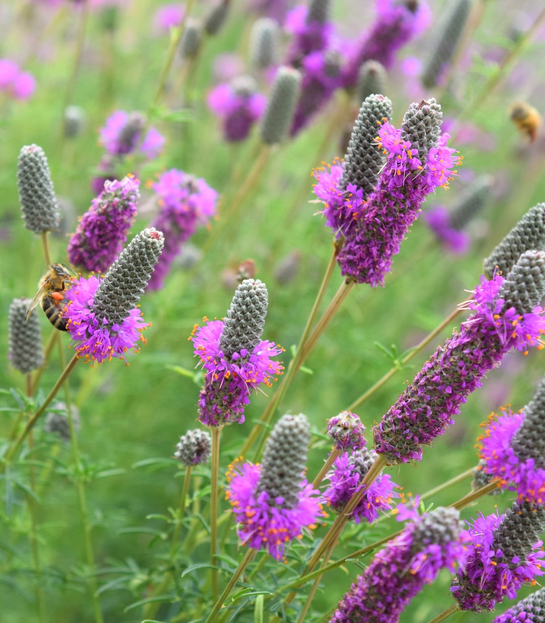 Purple Prairie Clover Seeds 250 Perennial NATIVE WILDFLOWER Etsy
