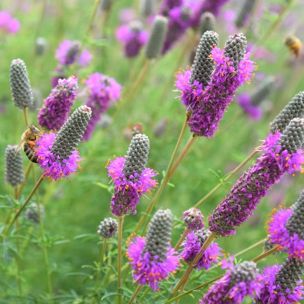 Purple Prairie Clover Seeds 250+ Perennial NATIVE WILDFLOWER