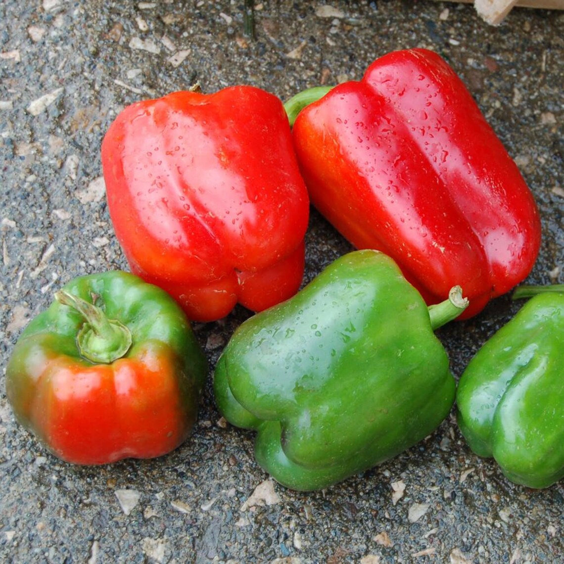 California Wonder Bell Pepper Seeds 50 Sweet Vegetable NON Etsy