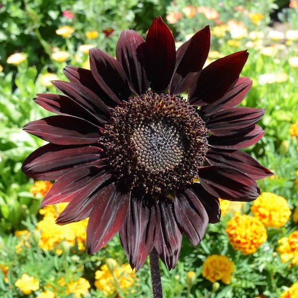 Chocolate Cherry Sunflower Seeds Etsy Chocolate cherry sunflower seeds etsy
