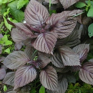 Purple Shiso Seeds 100+ Perilla Herb Asian Mint Cuisine Annual USA
