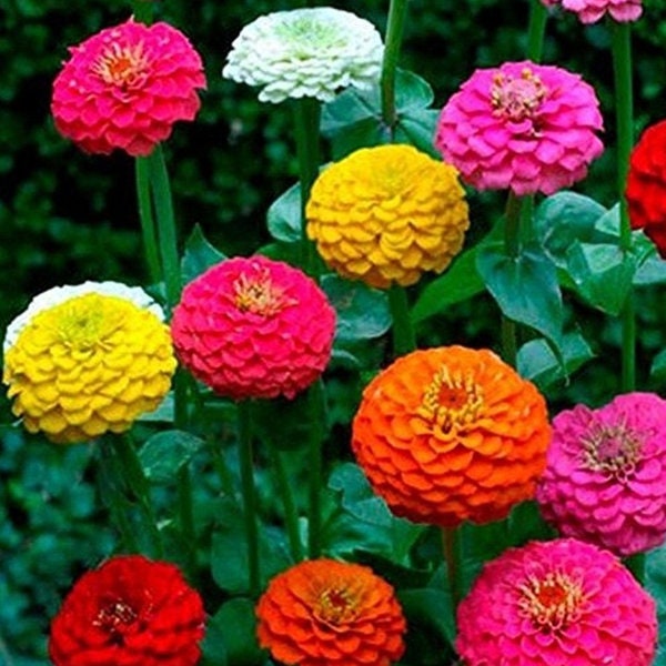 California Giant Zinnia Mix Seeds 150+ Flower COLORFUL BLOOMS USA