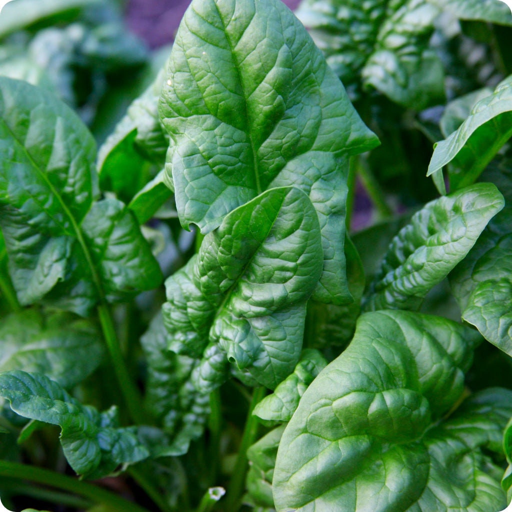 Spinach Bloomsdale Seeds 100+ Dark Green Vegetable Garden Heirloom