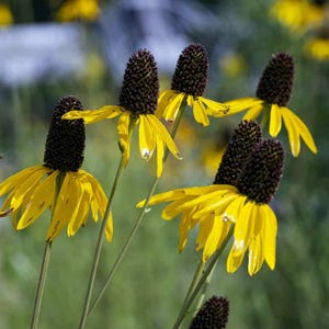 May include: Close-up of several yellow coneflowers with dark brown, cone-shaped centers. The petals are a bright yellow, and the stems are green. The background is a soft blur of green and blue, suggesting a natural outdoor setting.