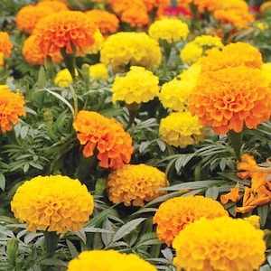 May include: A close-up of a variety of marigold flowers in shades of yellow and orange. The flowers are in full bloom and have a lush, vibrant appearance.