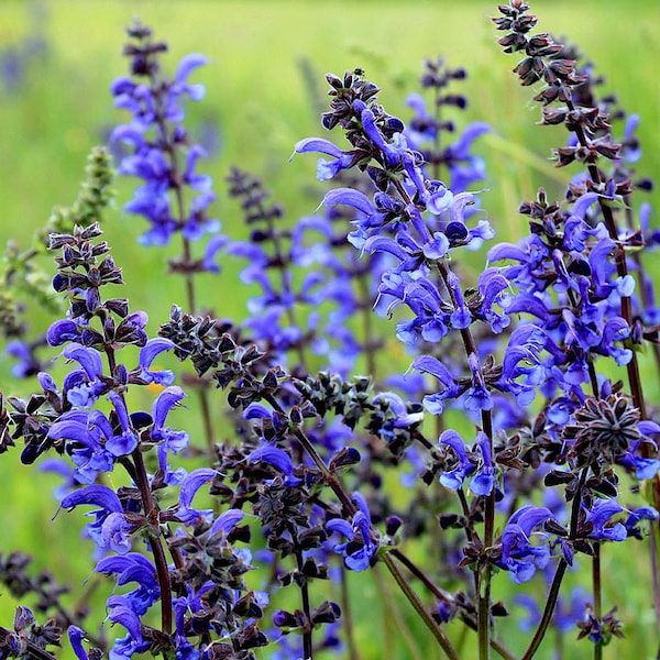 Blue Sage Seeds 100+ Salvia Farinacea Herb NON-GMO PERENNIAL