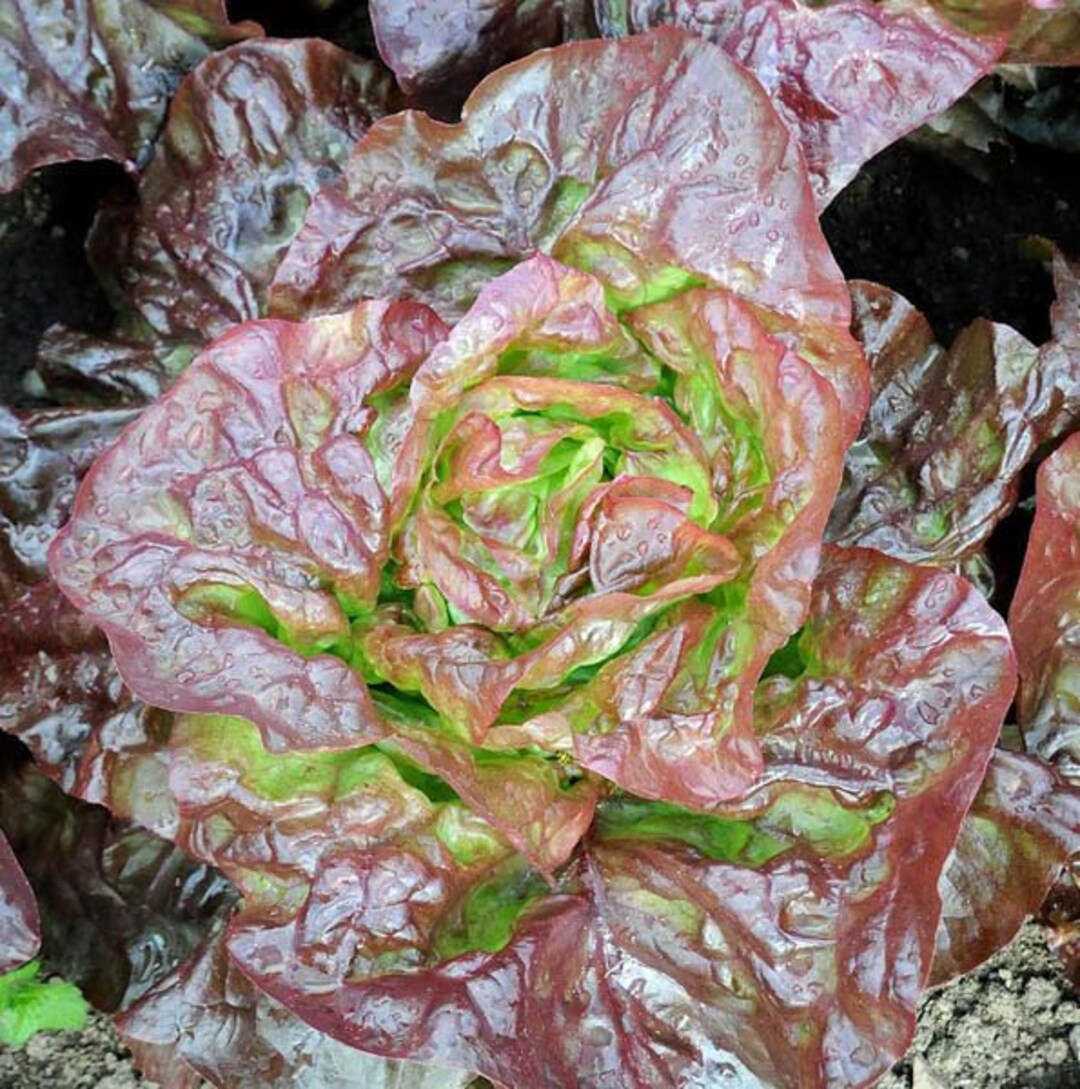 Marvel of Four Seasons Lettuce Seeds 600 Merveille Des Quatre Saisons