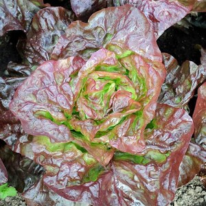 May include: A close-up of a red and green lettuce with a ruffled texture. The lettuce is fresh and has a glossy appearance.
