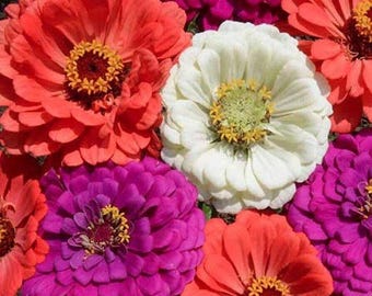 Under The Sea Zinnia Seeds 100+ Flower Elegans Annual MIXED USA
