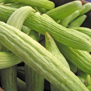 May include: A close-up of a pile of light green cucumbers. The cucumbers are long and slender, with a smooth, slightly bumpy texture.