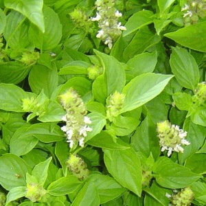 May include: Close-up of a green leafy plant with white flowers. The plant has a bushy appearance and is in full bloom.