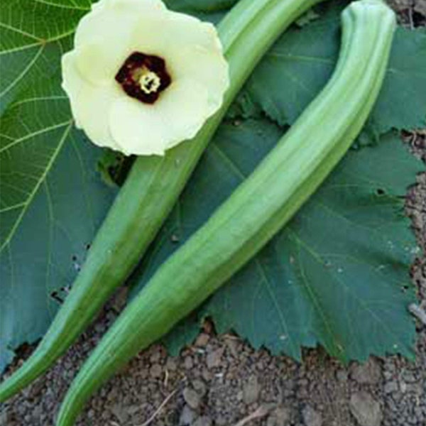 Okra Perkins Long Pod Seeds 30 Ct Vegetable NON-GMO HEIRLOOM