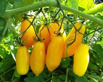 May include: A cluster of bright yellow pear-shaped tomatoes growing on a vine. The tomatoes are ripe and ready to be picked.