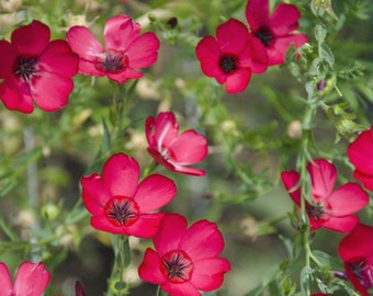 Scarlet Flax Red Flower Seeds 200+ Linum Rebrum Annual Garden USA