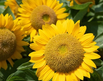 Sunflower Dwarf Sunspot Seeds 50+ Yellow Flower ANNUAL USA