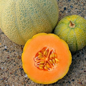 Minnesota Midget Cantaloupe Seeds 25+ Mini Melon Fruit NON-GMO USA