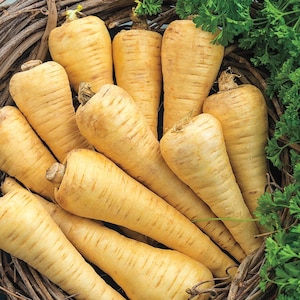 Parsnip All American Seeds 200+ Vegetable Garden Heirloom NON-GMO