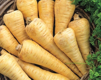 Parsnip All American Seeds 200+ Vegetable Garden Heirloom NON-GMO